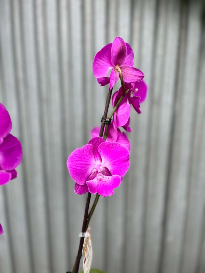 Phalaenopsis pod naszą nazwą “Fuksja” | Storczyk bez pączków