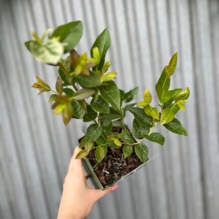Borówka Amerykańska | Vaccinium corymbosum ‘Blue Dessert’