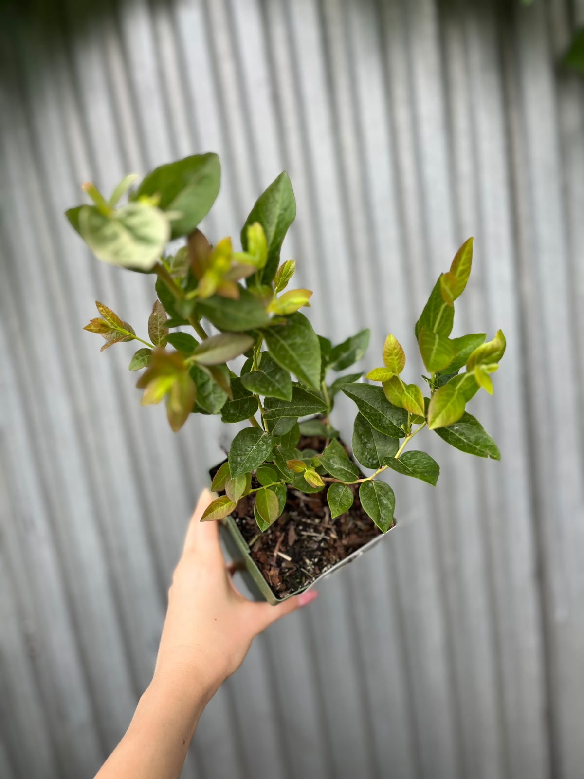 Borówka Amerykańska | Vaccinium corymbosum ‘Blue Dessert’