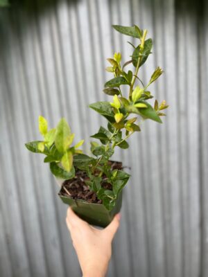 Borówka Amerykańska | Vaccinium corymbosum ‘Blue Dessert’