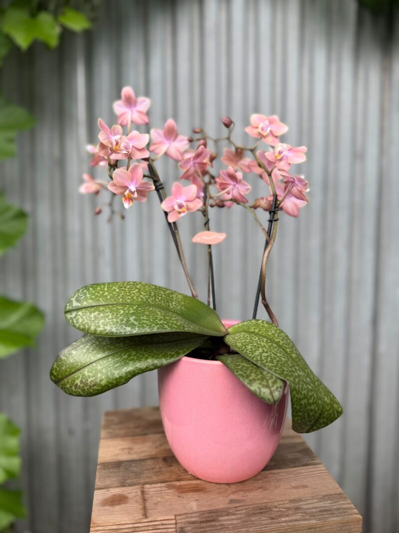 Phalaenopsis Odorion | Storczyk pachnący