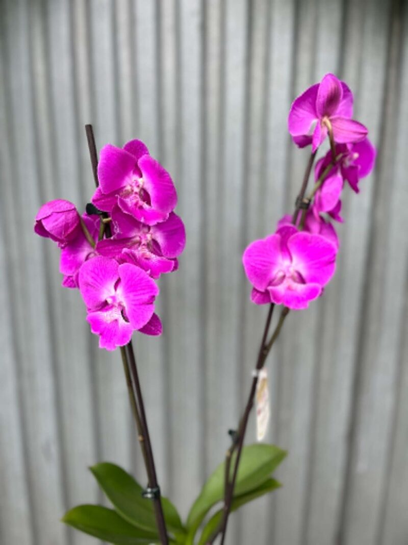 Phalaenopsis pod naszą nazwą “Fuksja” | Storczyk bez pączków