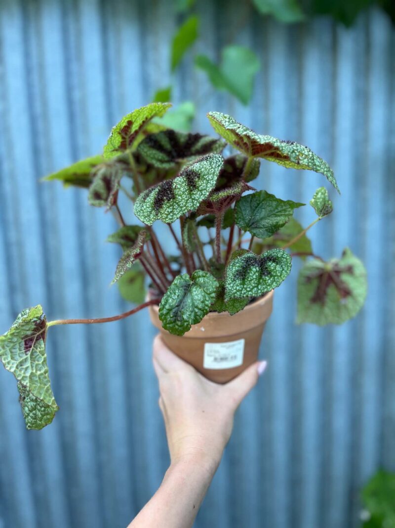 Begonia Masoniana ‘Rock’ | Begonia z Ceramiczną Doniczką