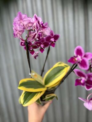 Phalaenopsis ‘Magic Leaf’ | Storczyk