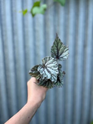 Begonia Mix Maluszków | 4 Kolekcjonerskie Odmiany do Wyboru