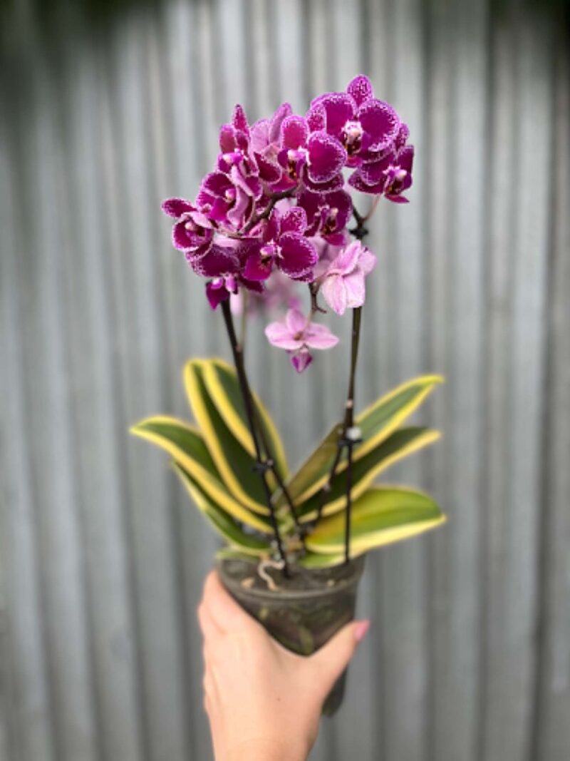 Phalaenopsis ‘Magic Leaf’ | Storczyk