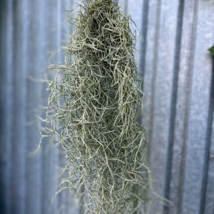 Tillandsia usneoides | Oplątwa