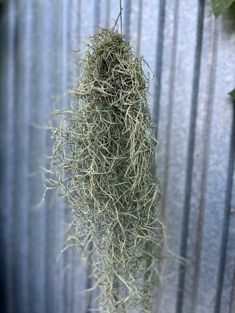 Tillandsia usneoides | Oplątwa