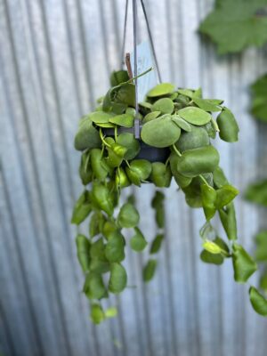 Dischidia platyphylla