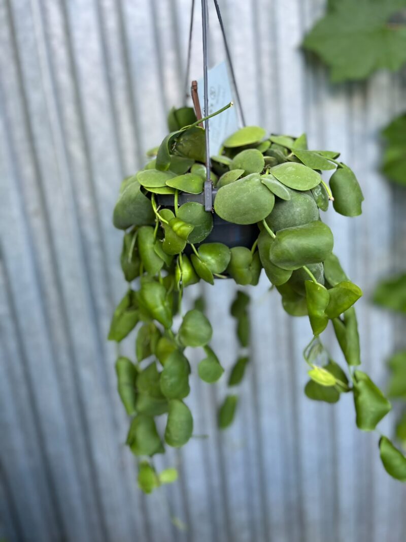 Dischidia platyphylla