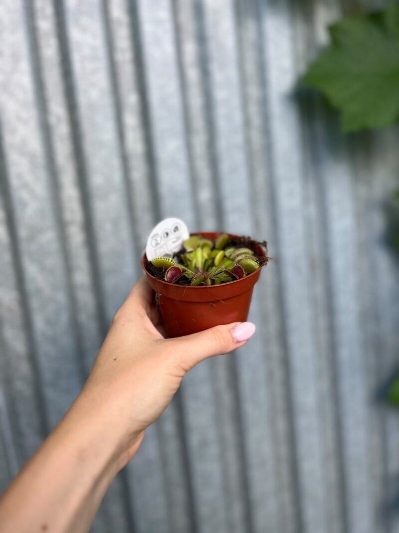 Dionaea Muscipula | Muchołówka