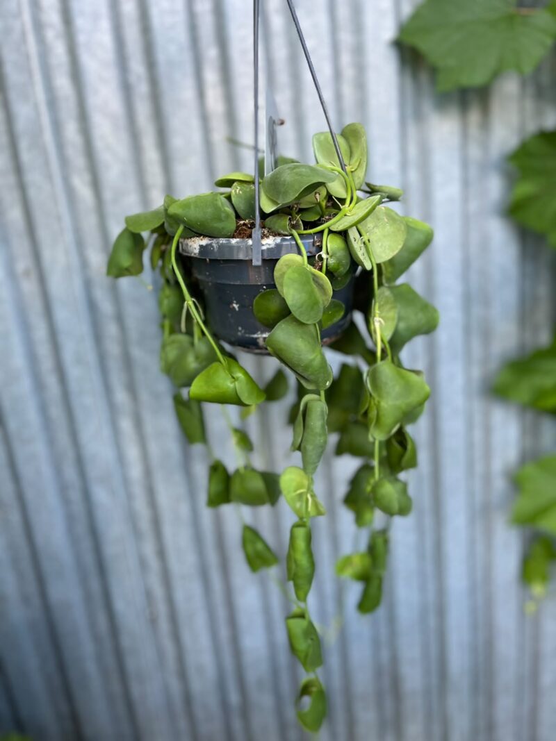 Dischidia platyphylla