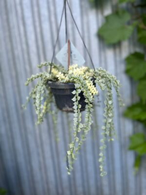 Dischidia Ruscifolia Variegata