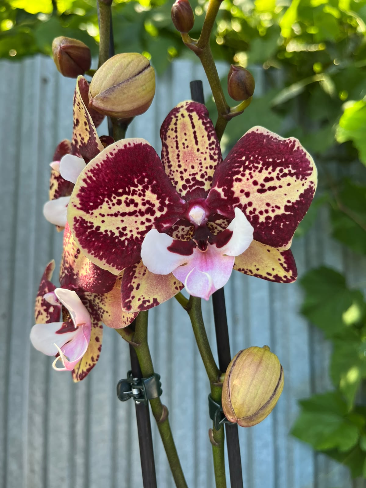 Phalaenopsis Limited 46 | Storczyk