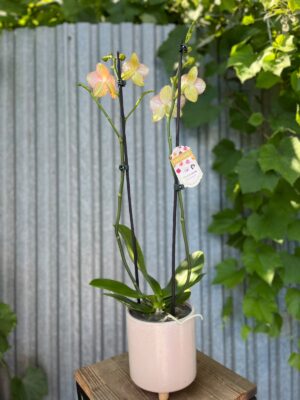 Phalaenopsis Anthura Ravello | Storczyk przekiwtający