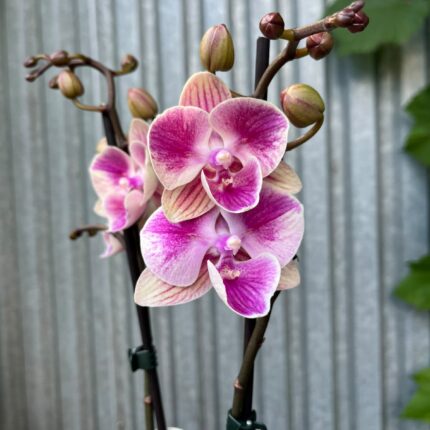 Phalaenopsis Limited 05 | Storczyk przekwitający
