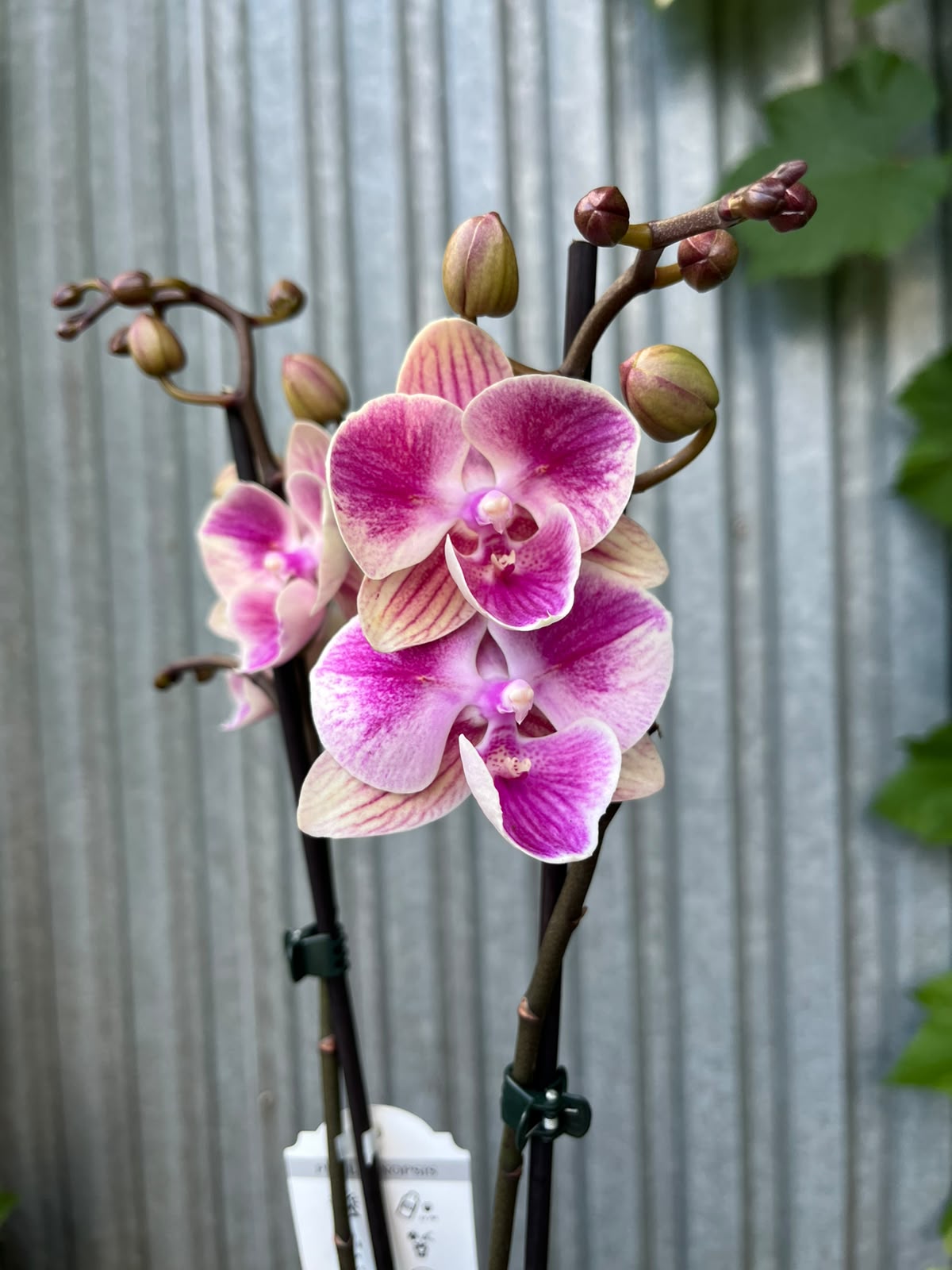 Phalaenopsis Limited 05 | Storczyk