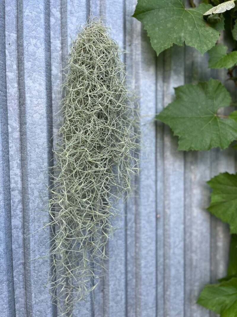 Tillandsia usneoides | Oplątwa
