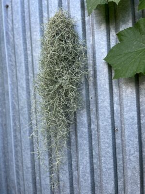 Tillandsia usneoides | Oplątwa