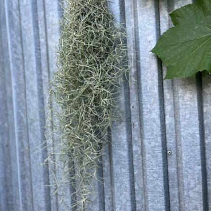 Tillandsia usneoides | Oplątwa