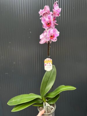 Phalaenopsis kornelia butterfly | Storczyk