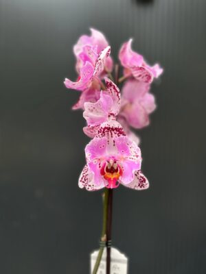 Phalaenopsis kornelia butterfly | Storczyk