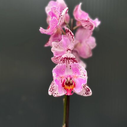 Phalaenopsis kornelia butterfly | Storczyk