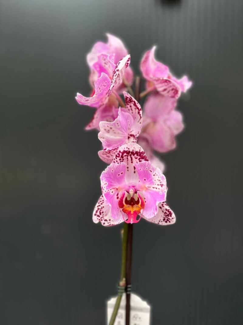 Phalaenopsis kornelia butterfly | Storczyk Phalaenopsis kornelia butterfly | Storczyk