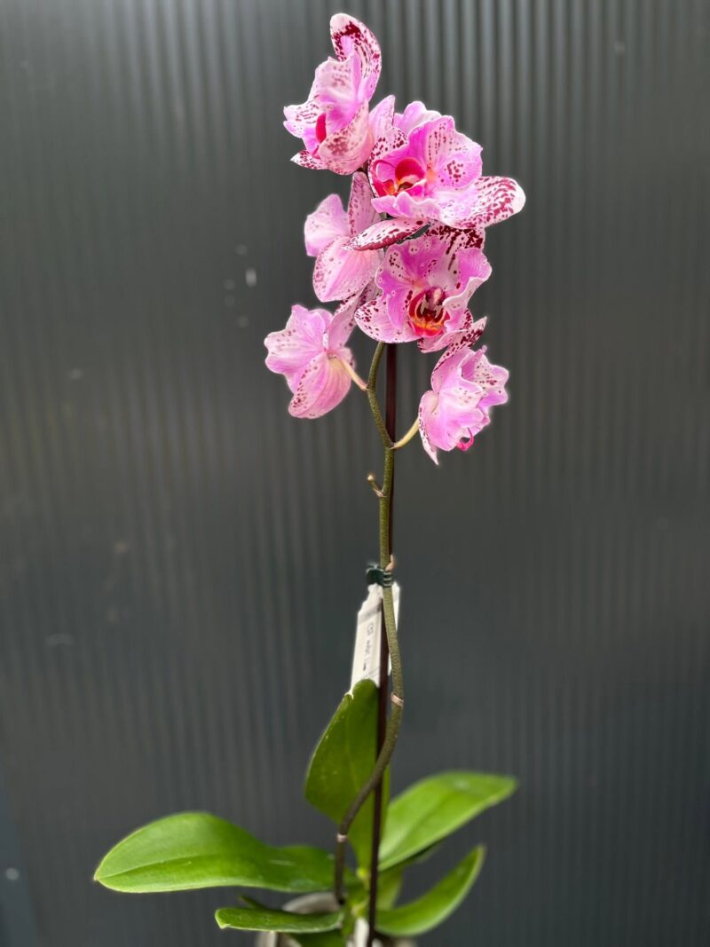 Phalaenopsis kornelia butterfly | Storczyk