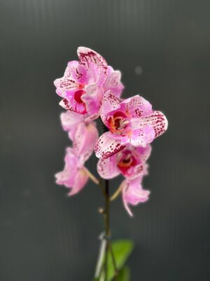 Phalaenopsis kornelia butterfly | Storczyk