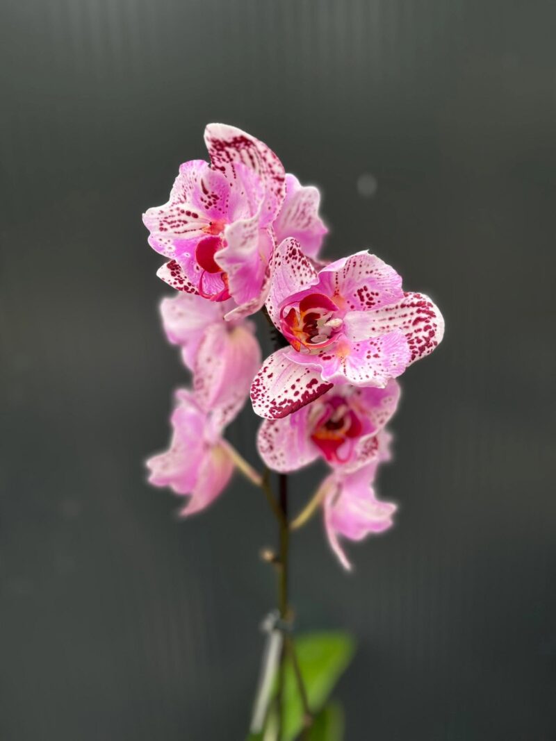 Phalaenopsis kornelia butterfly | Storczyk