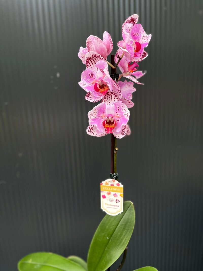 Phalaenopsis kornelia butterfly | Storczyk