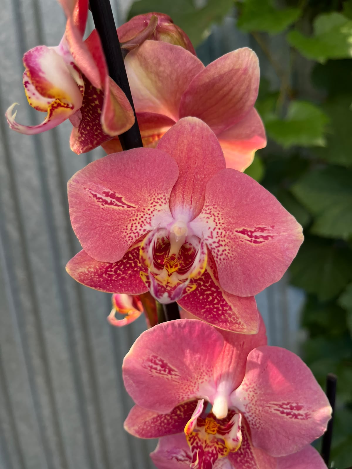 Phalaenopsis Leco Fantastic | Storczyk