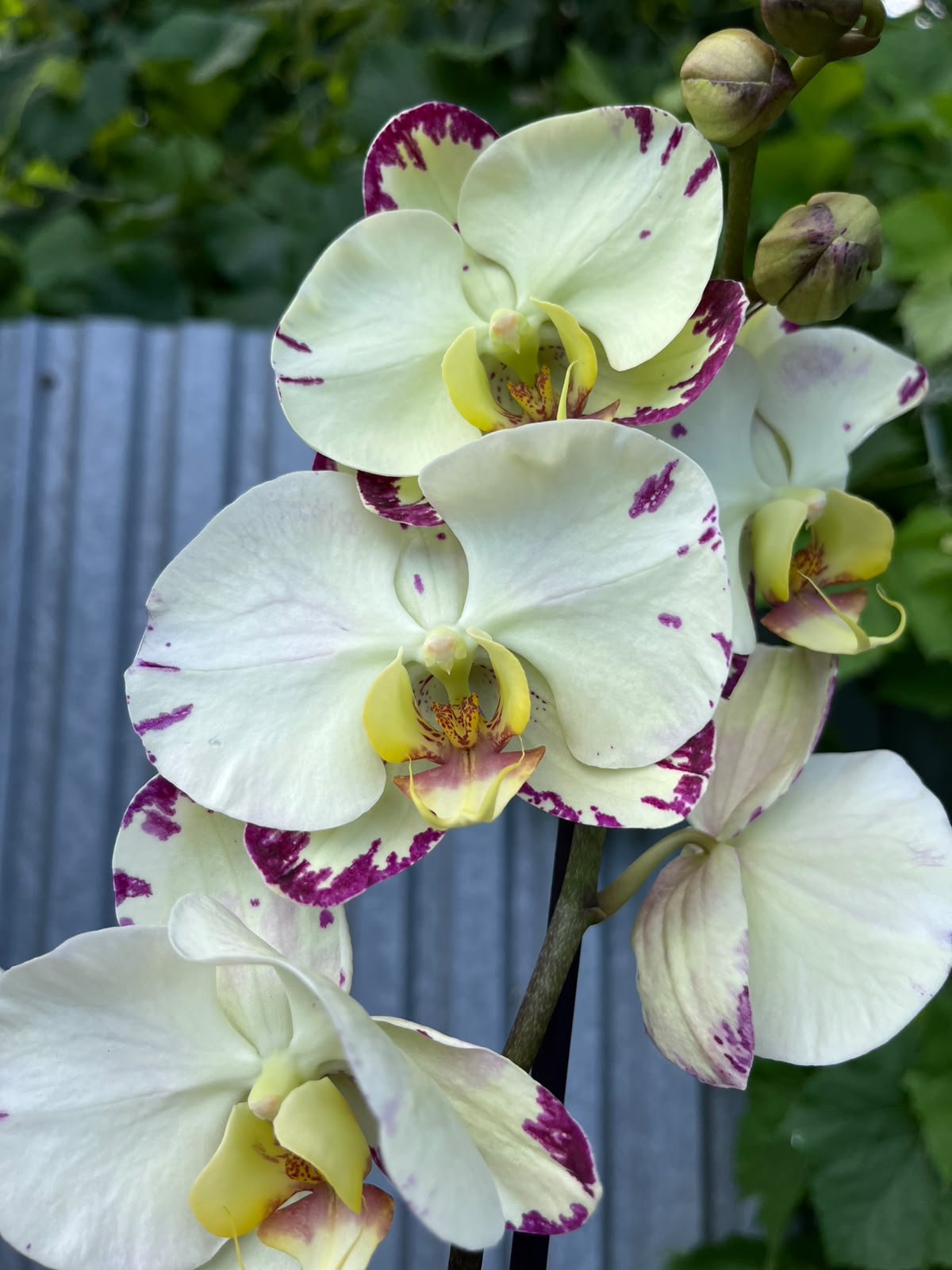Phalaenopsis 'Rainbow BS' | Storczyk