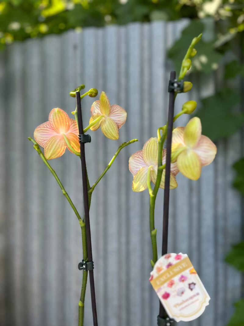 Phalaenopsis Anthura Ravello | Storczyk przekiwtający