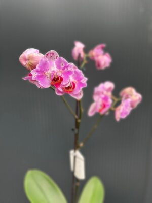 Phalaenopsis kornelia butterfly | Storczyk