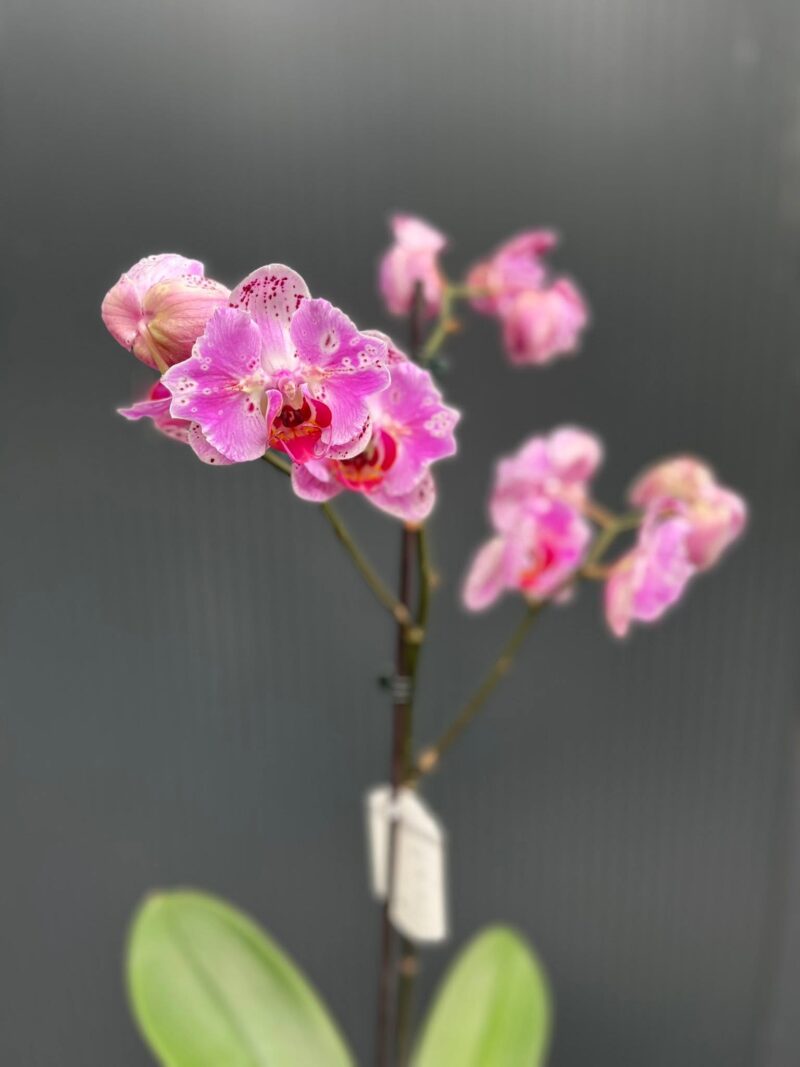 Phalaenopsis kornelia butterfly | Storczyk