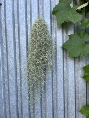 Tillandsia usneoides | Oplątwa