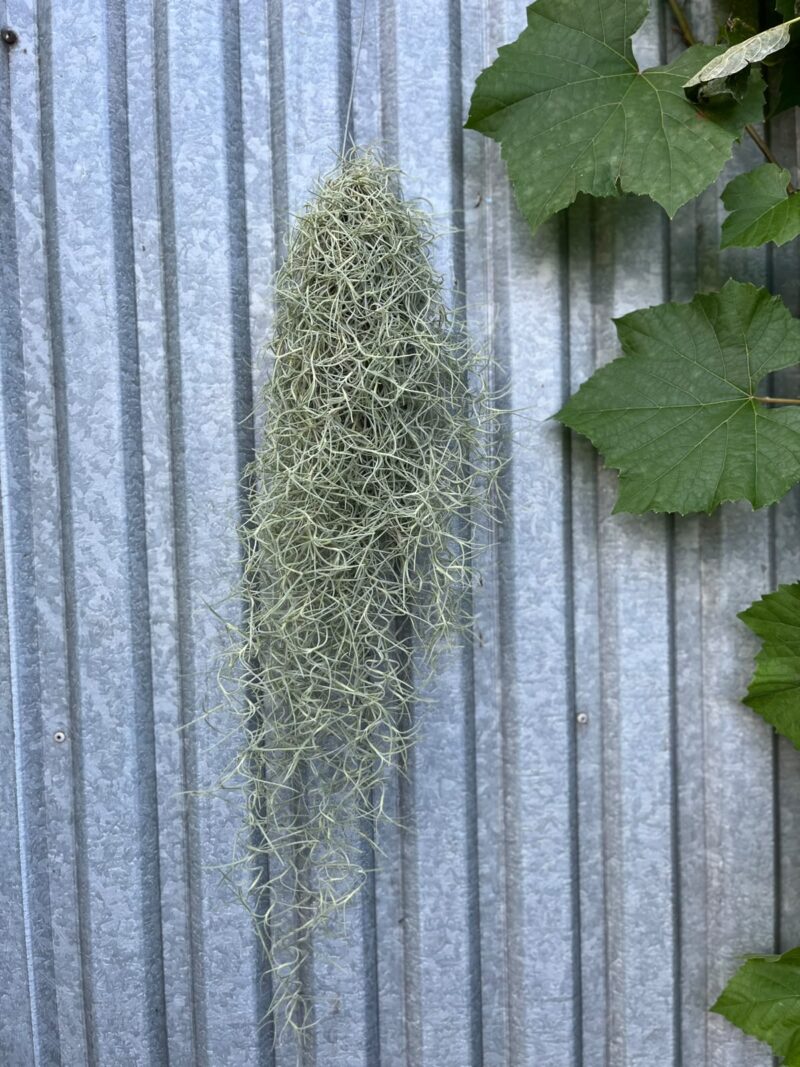 Tillandsia usneoides | Oplątwa