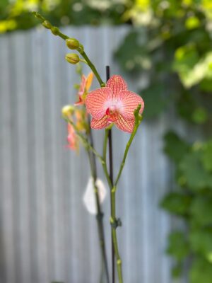 Phalaenopsis Anthura Ravello | Storczyk przekiwtający