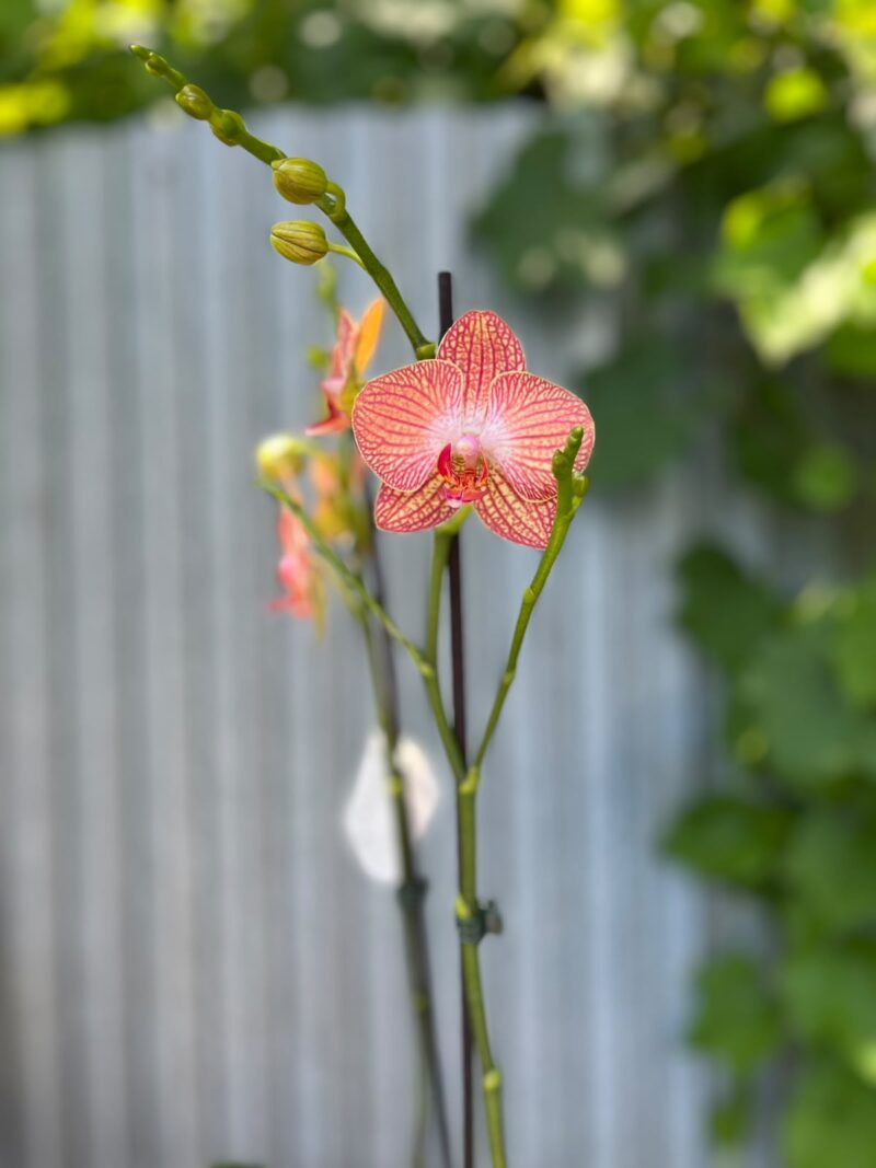 Phalaenopsis Anthura Ravello | Storczyk przekiwtający