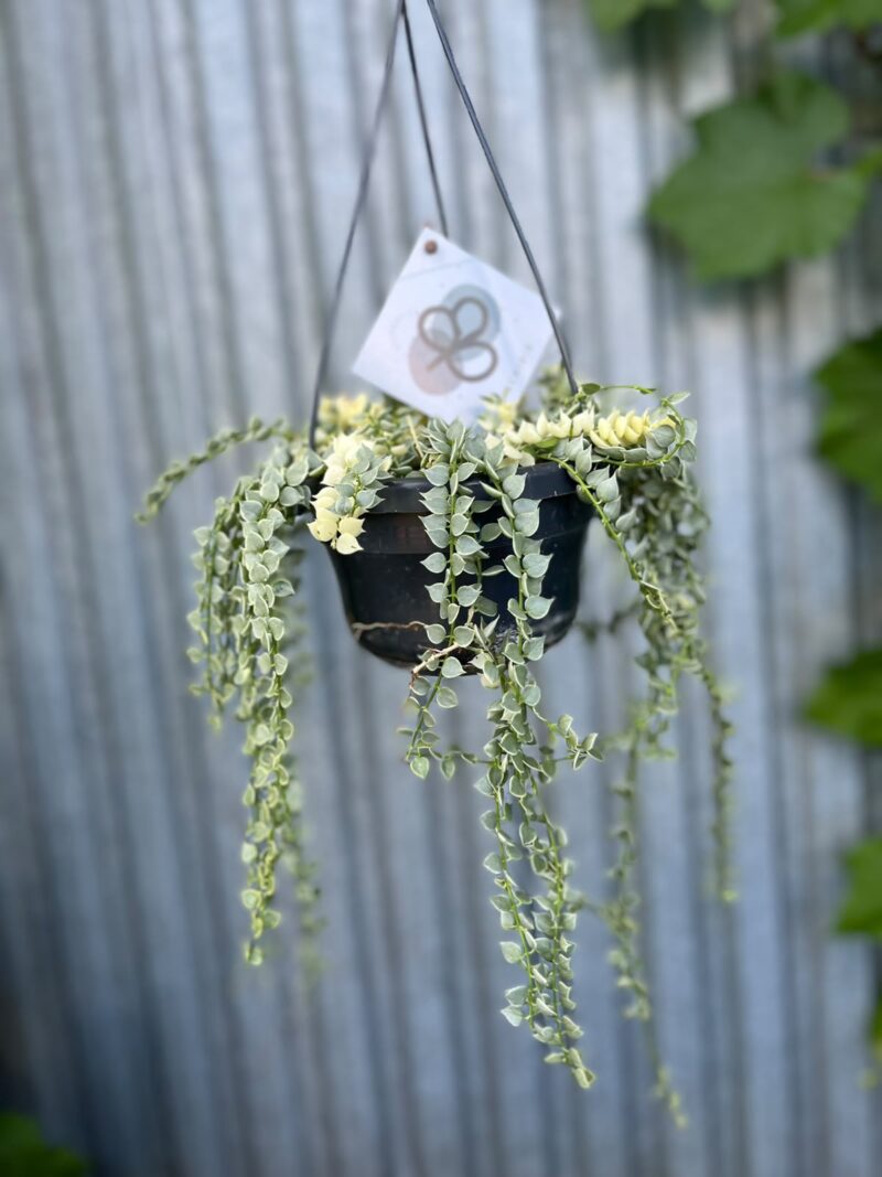 Dischidia Ruscifolia Variegata