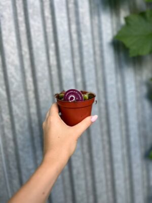 Dionaea Muscipula | Muchołówka