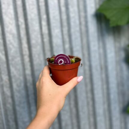 Dionaea Muscipula | Muchołówka