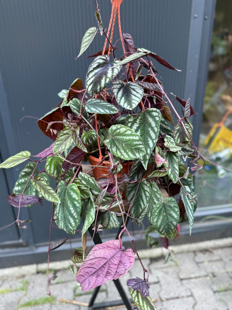 Cissus discolor
