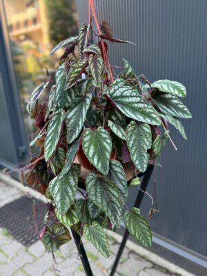 Cissus discolor