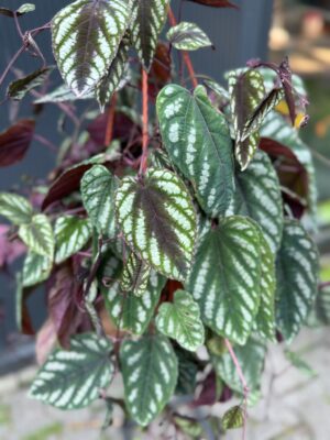 Cissus discolor