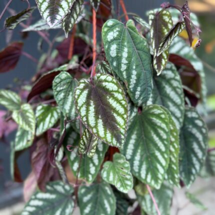 Cissus discolor