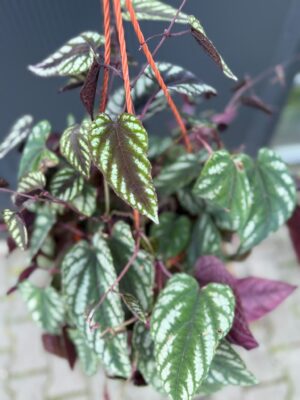 Cissus discolor