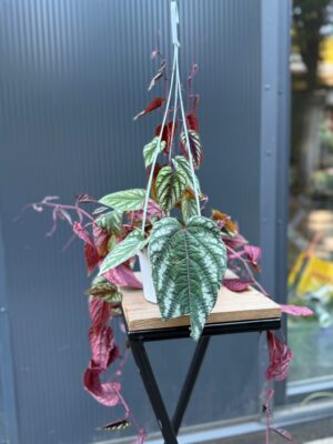 Cissus discolor